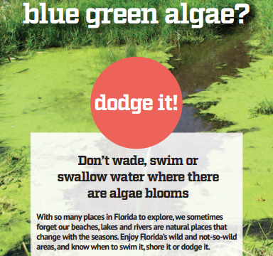 Blue Green Algae? Dodge It! Don’t wade, swim or swallow water where there are algae blooms. With so many places in Florida to explore, we sometimes forget our beaches, lakes and rivers are natural places that change with the seasons. Enjoy Florida’s wild and not-so-wild areas,and know when to swim it, shore it or dodge it.