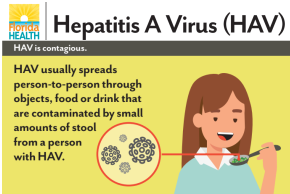 Hepatitis A Virus (HAV) HAV is contagious. HAV usually spreads person-to-person through objects, food or drink that are contaminated by small amounts of stool from a person with HAV.