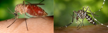 Image of Mosquitos